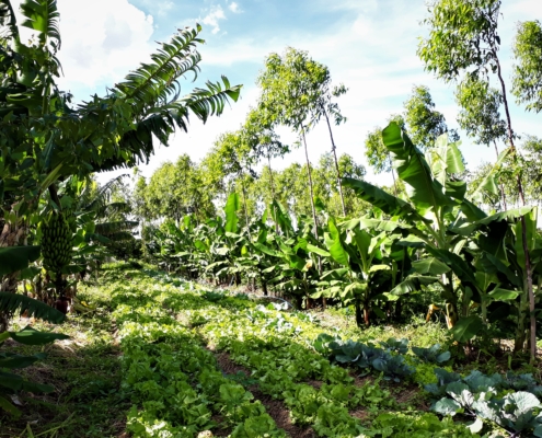 Agroflorestry system- Brasilia- Brazil