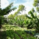Agroflorestry system- Brasilia- Brazil